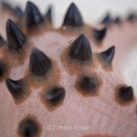 Tawala, Bohol - closeup of a starfish